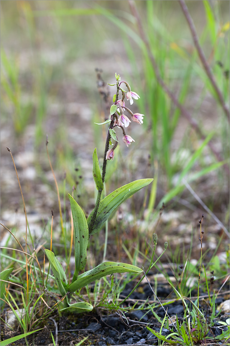 Изображение особи Epipactis palustris.