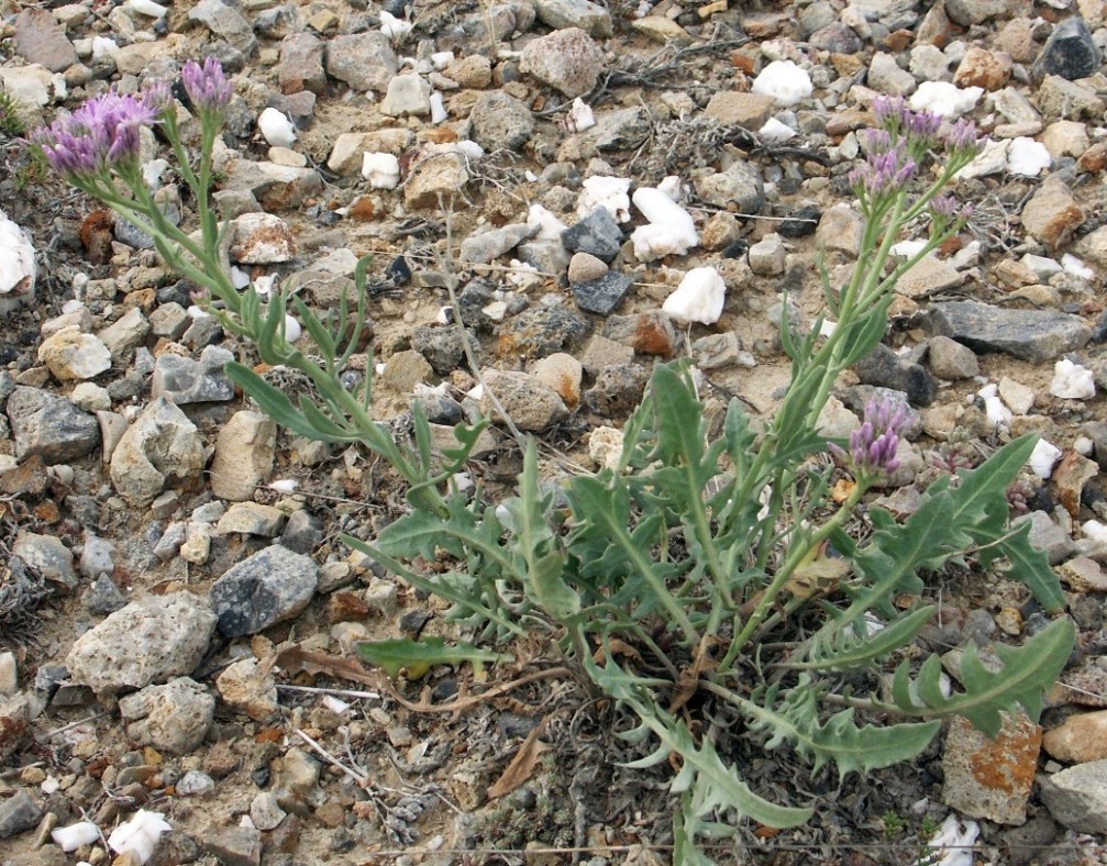 Image of Saussurea salsa specimen.