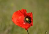 Papaver rhoeas variety strigosum. Цветок. Крым, Ленинский р-н, с. Новоотрадное, степь. 10.05.2021.