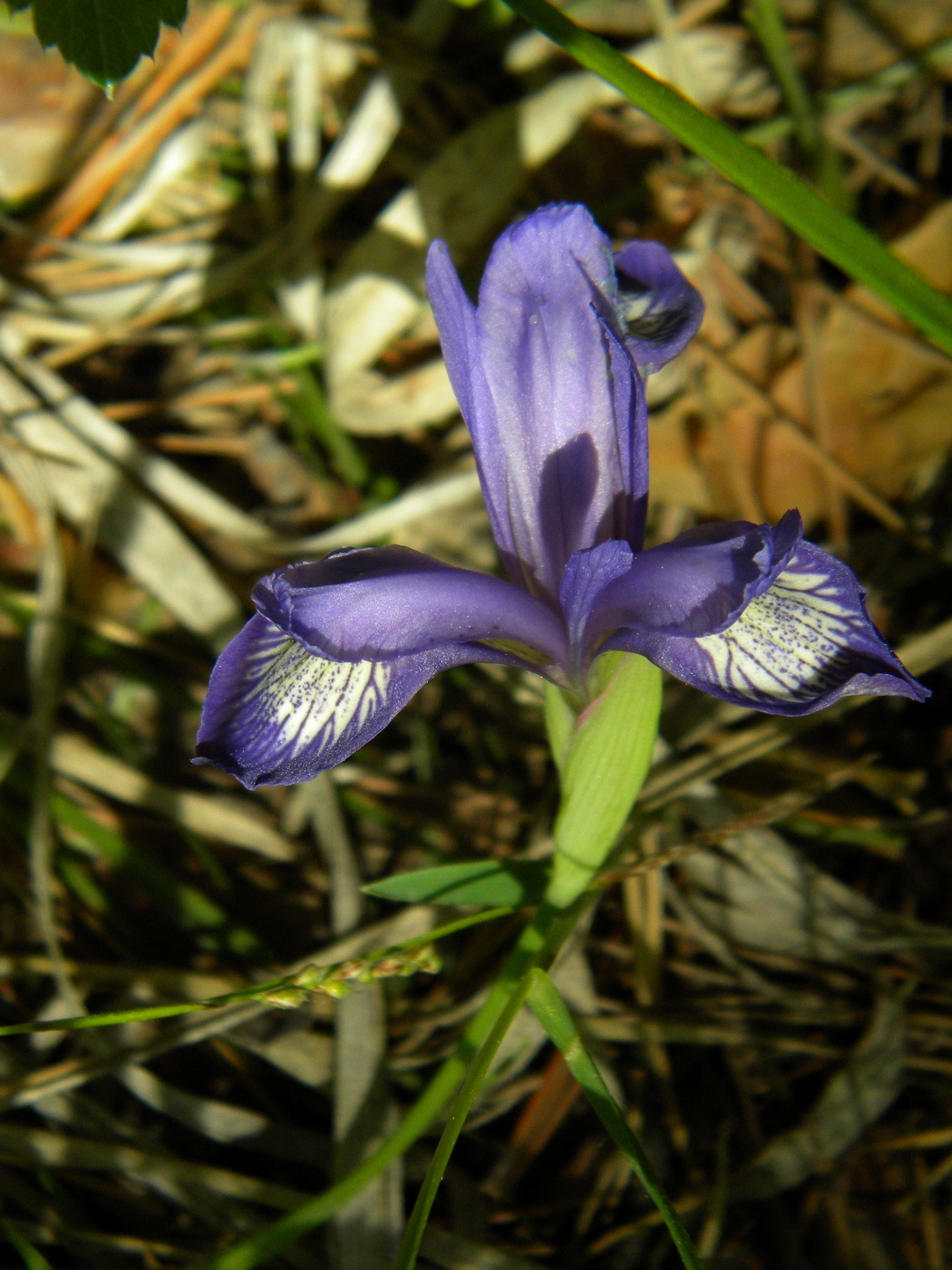 Изображение особи Iris ruthenica.