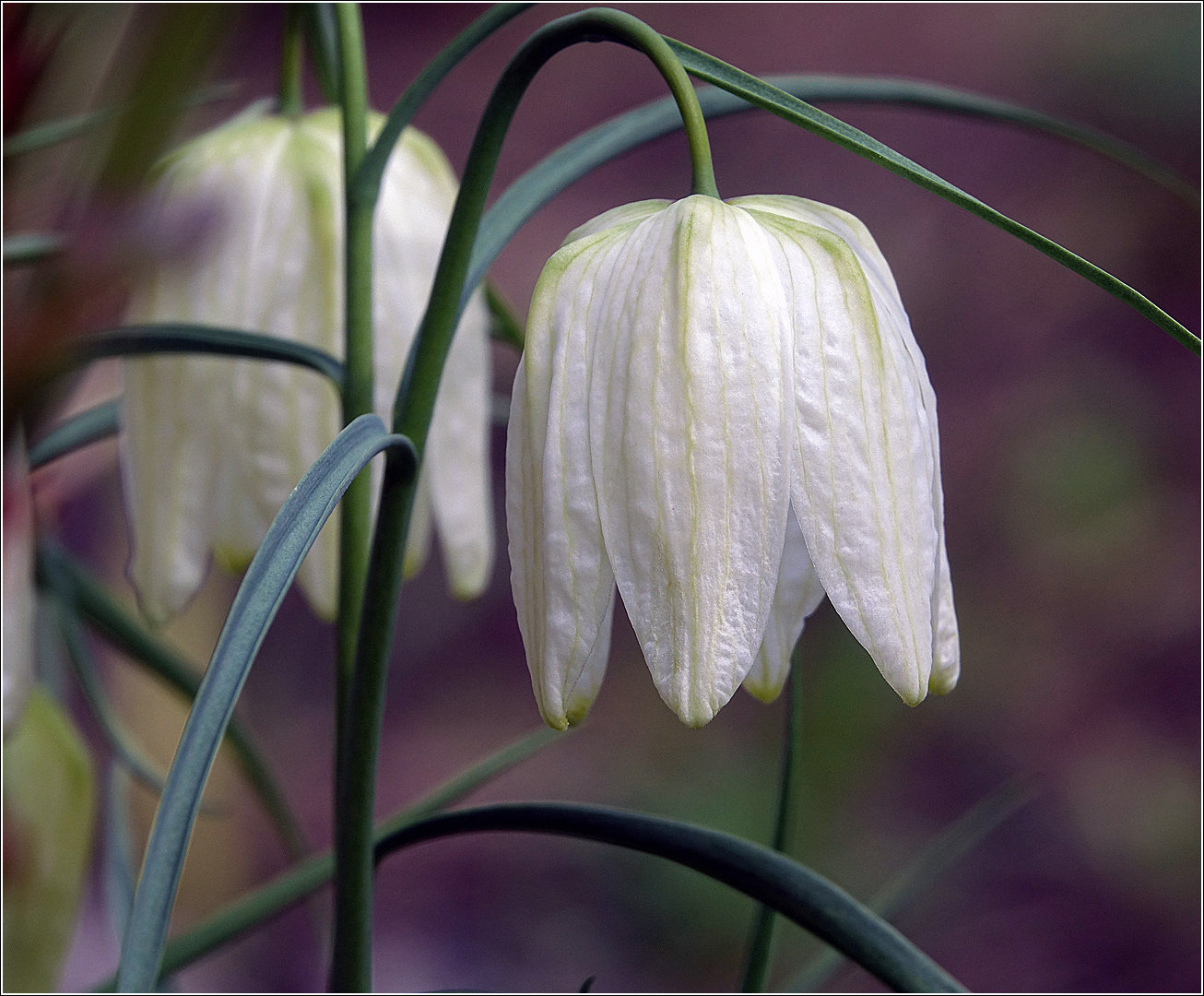 Image of Fritillaria meleagris specimen.