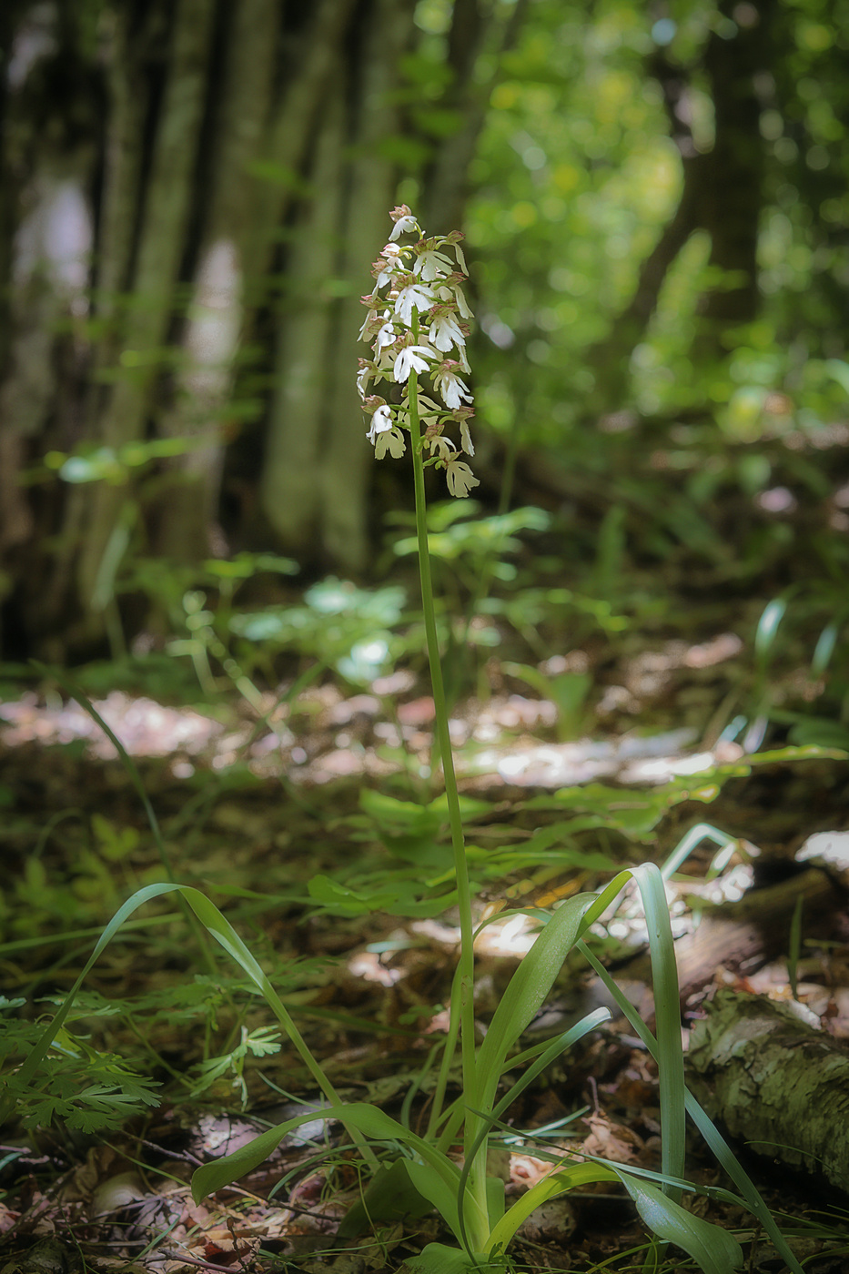 Image of Orchis purpurea specimen.