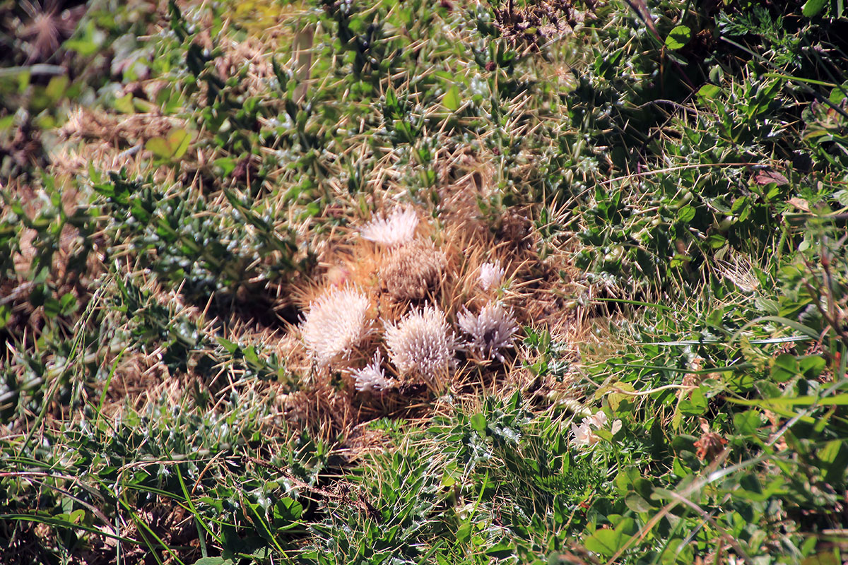 Image of genus Cynara specimen.