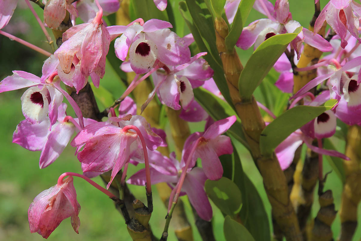 Image of Dendrobium nobile specimen.