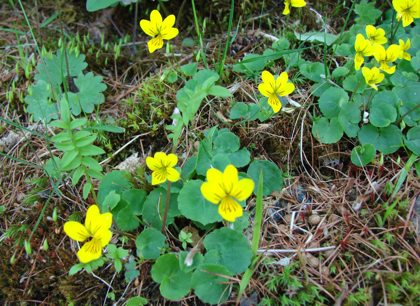 Image of Viola biflora specimen.