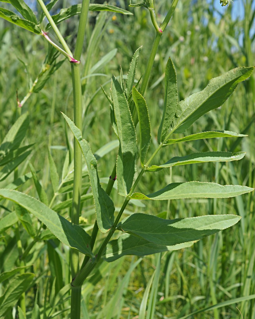 Изображение особи Sium sisaroideum.