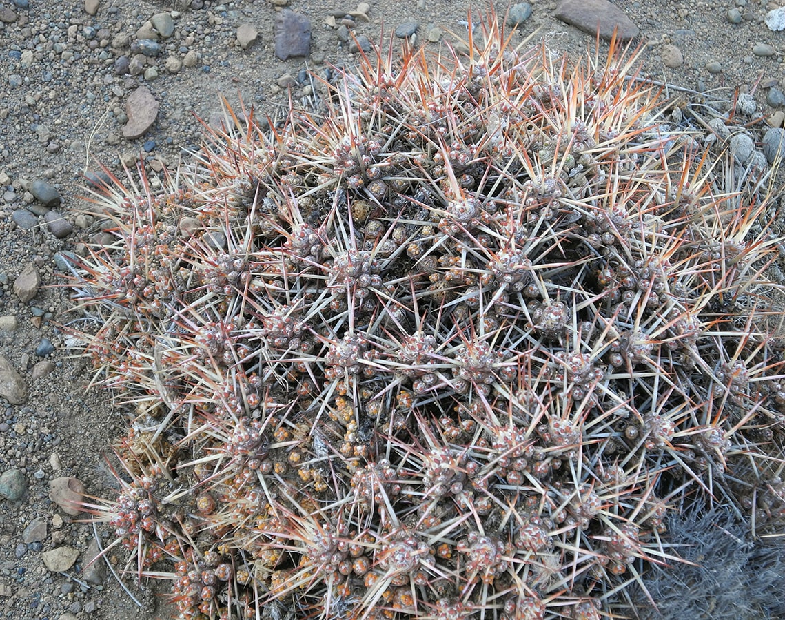 Изображение особи Maihuenia patagonica.