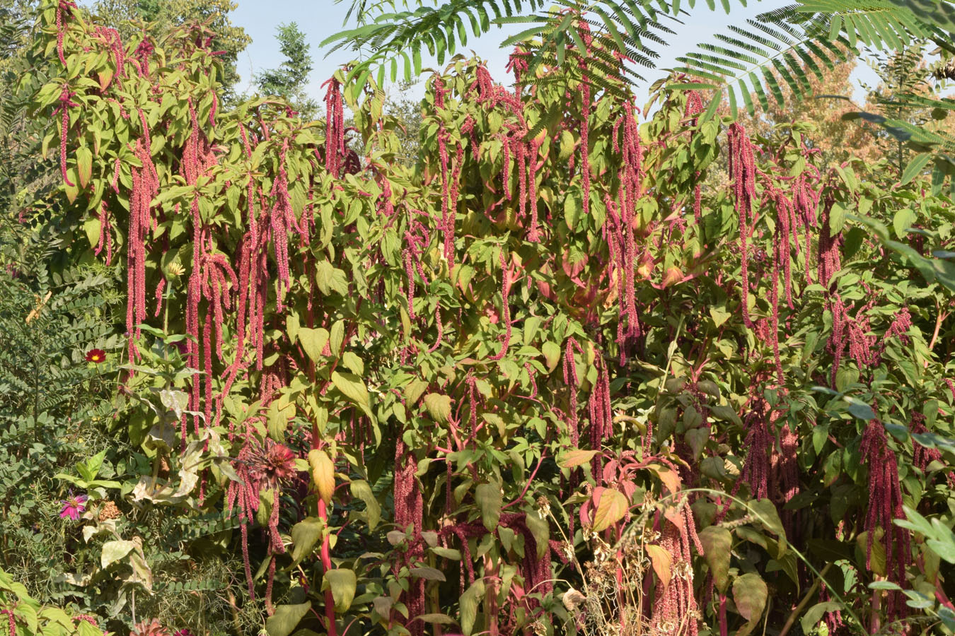 Изображение особи Amaranthus caudatus.