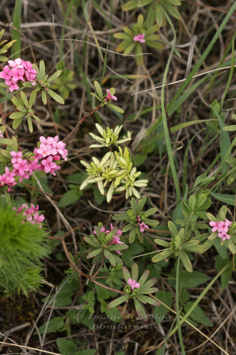 Image of Daphne cneorum specimen.