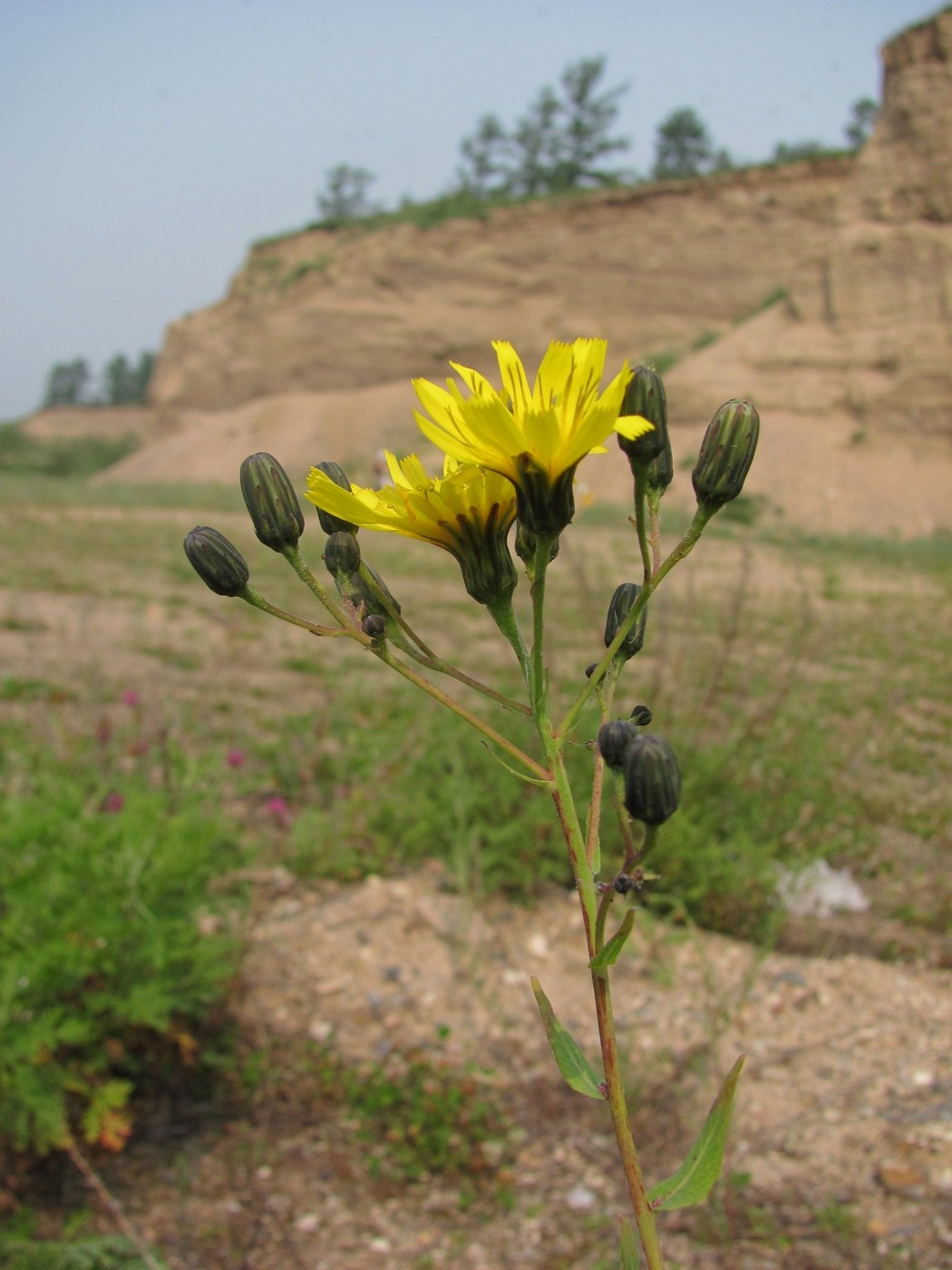 Image of Hieracium robustum specimen.