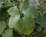 Rubus allegheniensis