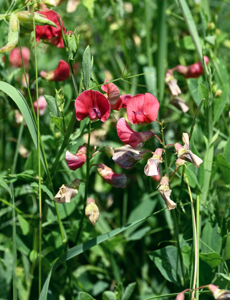 Изображение особи Lathyrus miniatus.