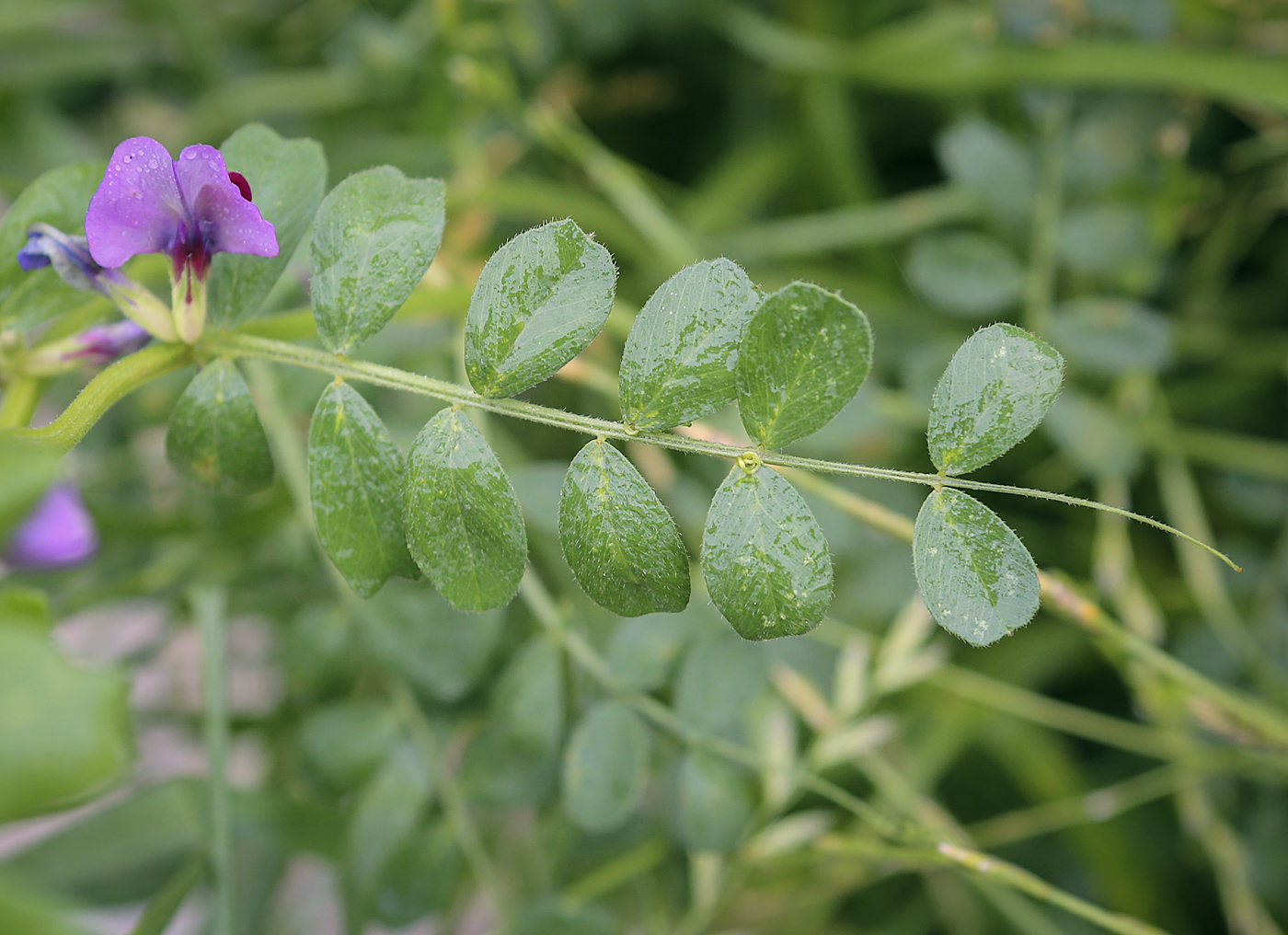 Image of Vicia sativa specimen.