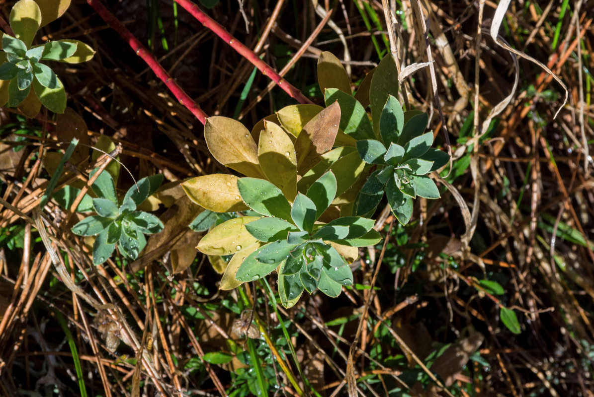Image of Euphorbia myrsinites specimen.