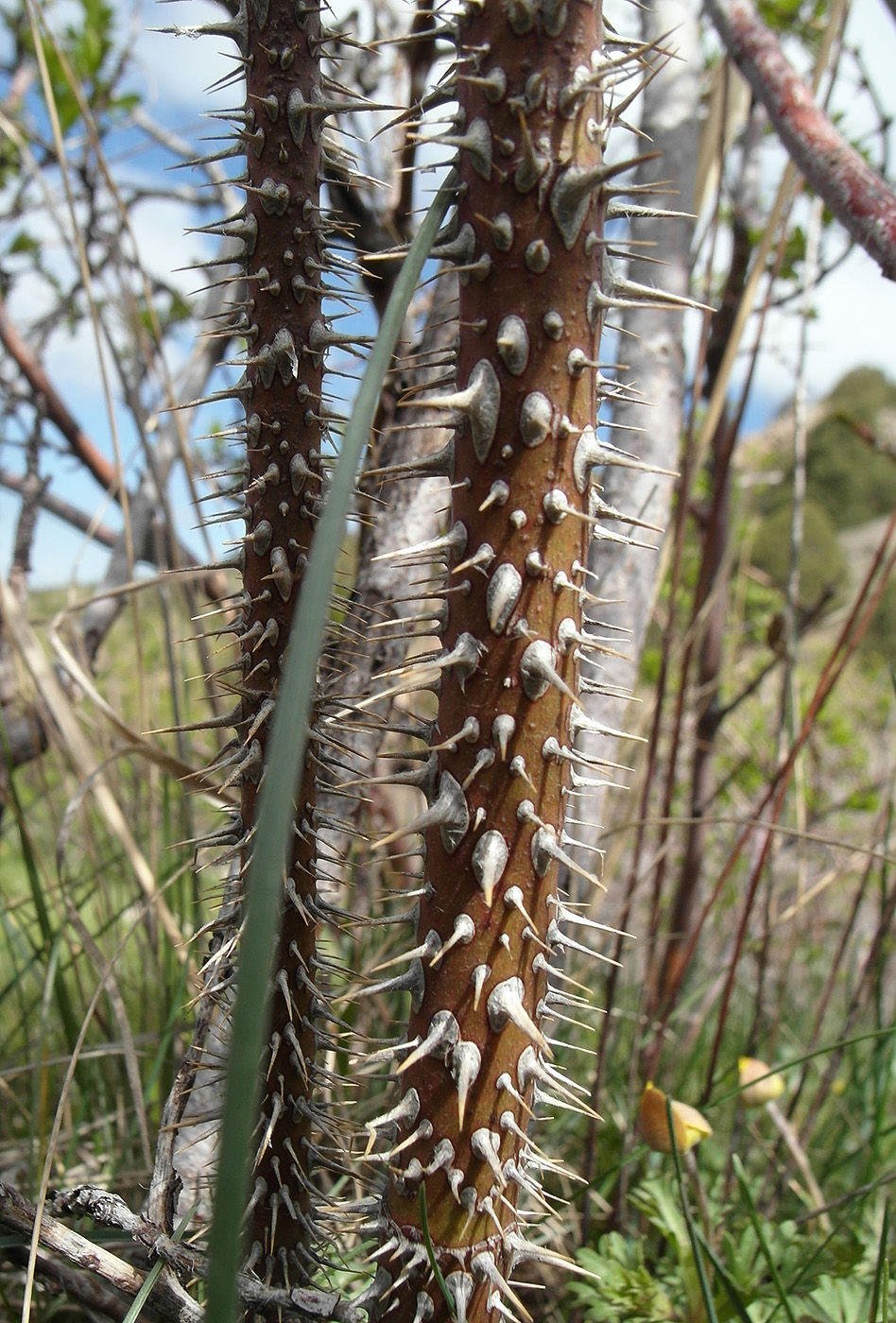 Image of Rosa fedtschenkoana specimen.