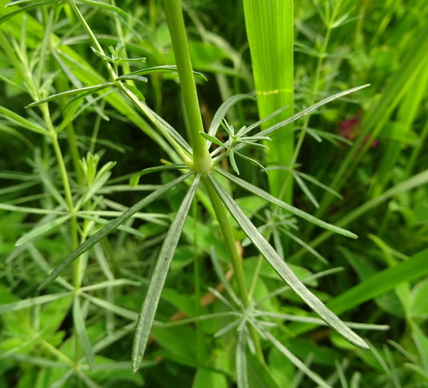 Изображение особи Galium verum.