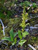 Veratrum lobelianum. Цветущее растение. Красноярский край, Таймырский Долгано-Ненецкий р-н, плато Путорана, долина р. Иркингда, опушка смешанного леса. 24.07.2023.