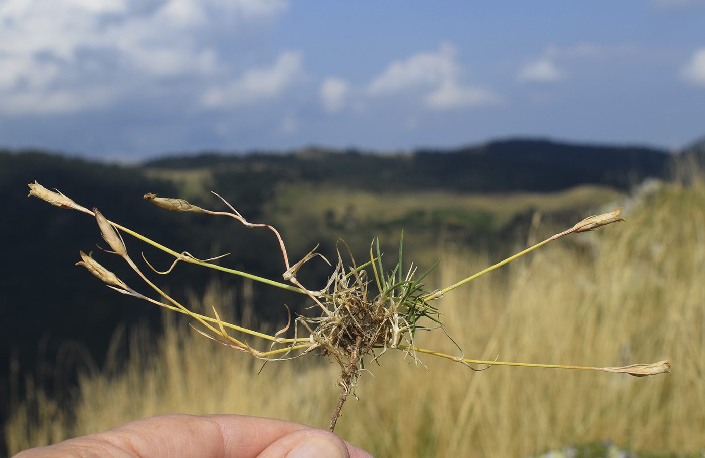 Image of Dianthus vigoi specimen.