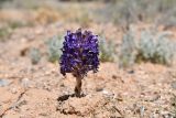 Orobanche amoena form colossea. Цветущее растение. Казахстан, Алматинская обл., горы Богуты, пестроцветы. 25 мая 2023 г.