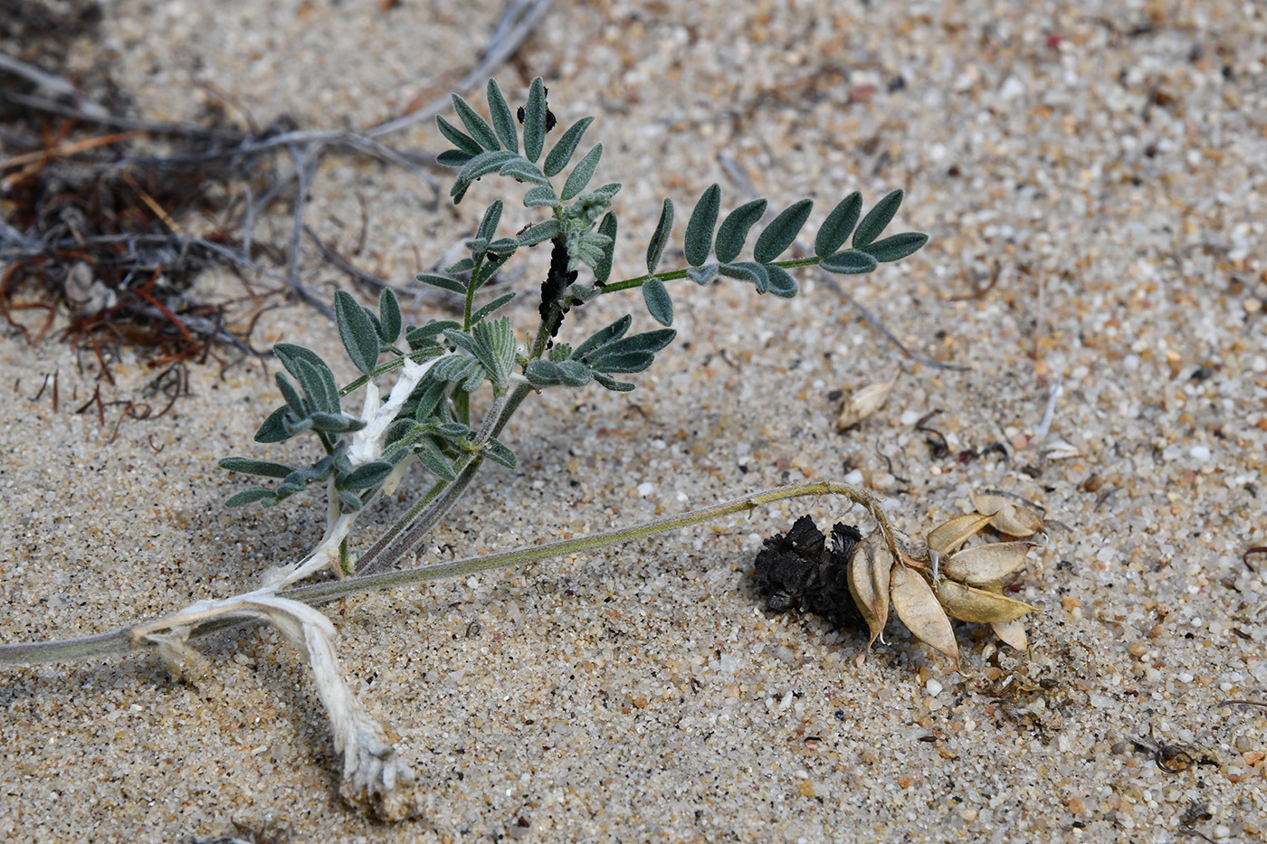 Изображение особи Astragalus olchonensis.