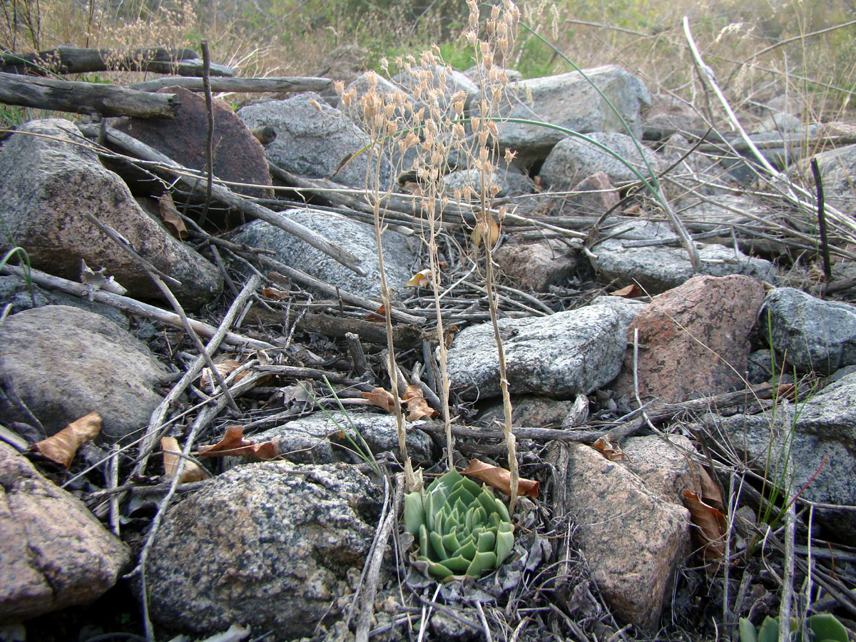 Image of Rosularia borissovae specimen.