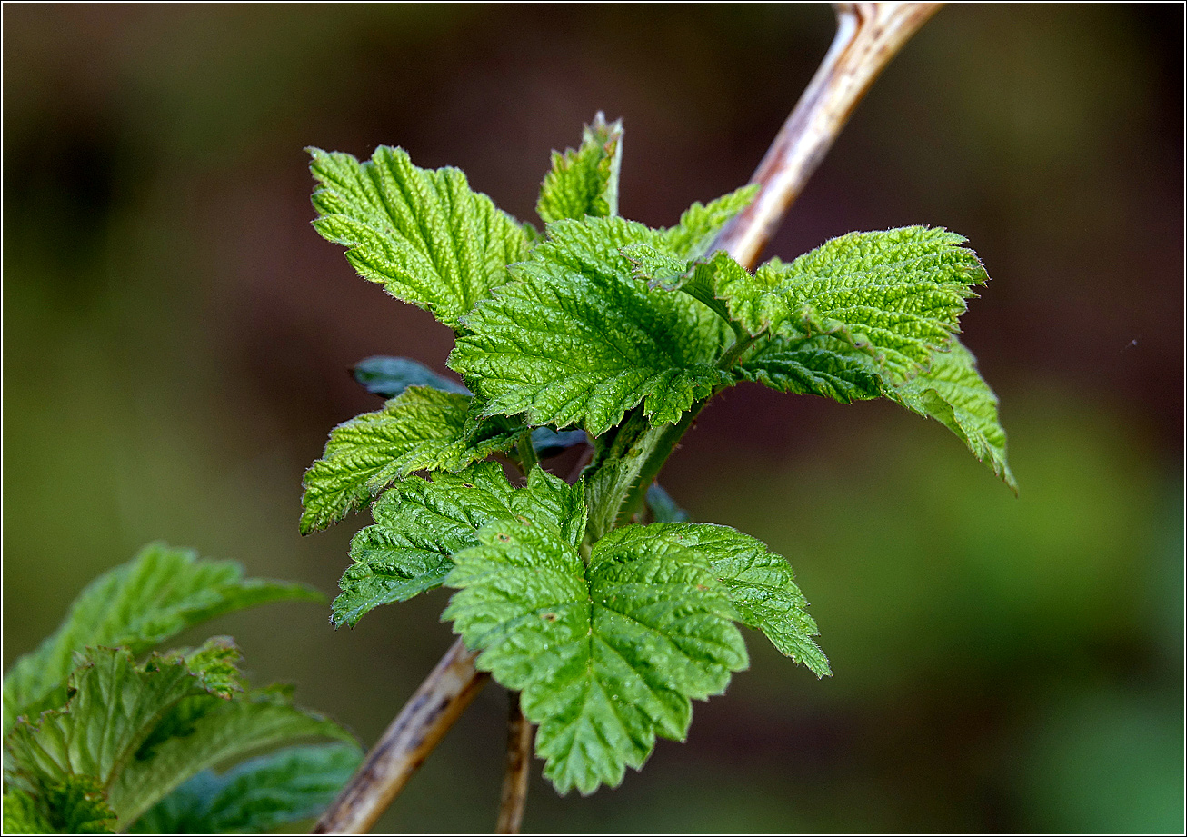 Image of Rubus idaeus specimen.