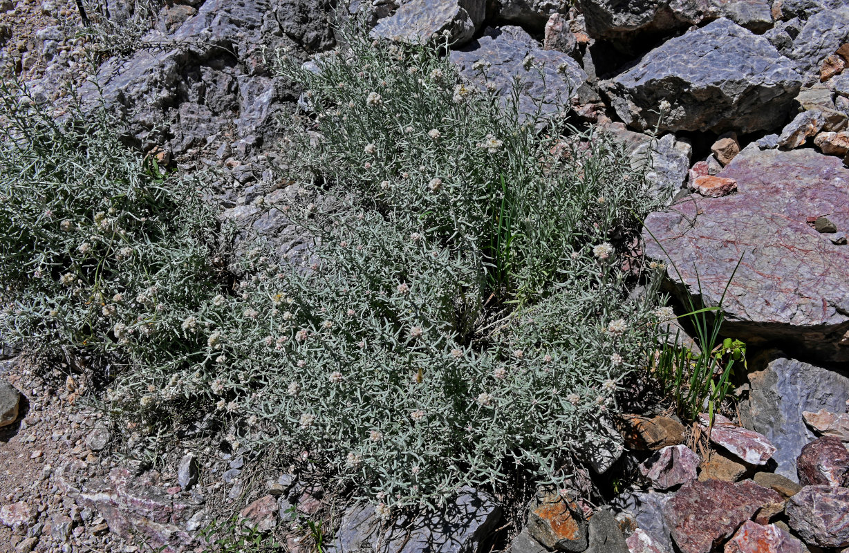 Image of Anaphalis velutina specimen.