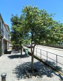 Camellia japonica. Плодоносящее растение. Испания, Галисия, г. Сантьяго-де-Компостела, уличное озеленение. Июль.