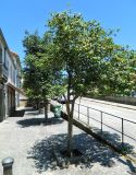 Смотреть изображение Camellia japonica