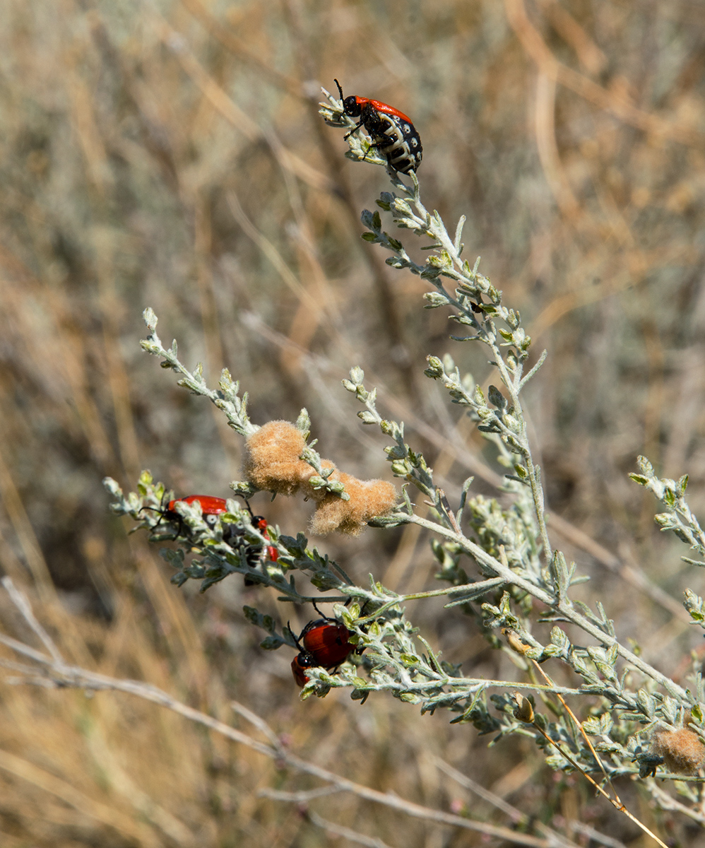 Image of genus Artemisia specimen.