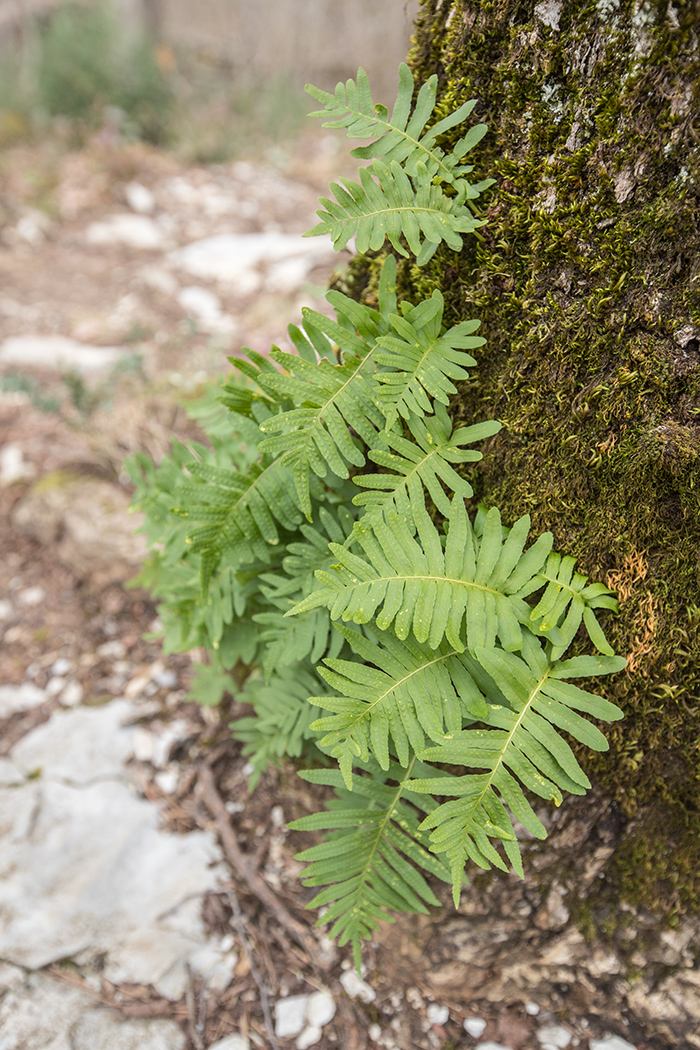 Изображение особи Polypodium cambricum.