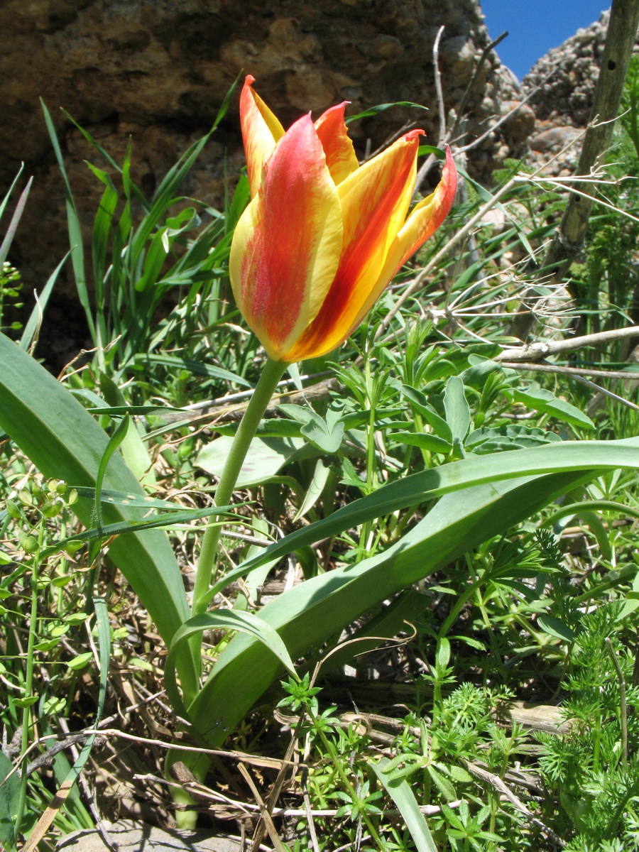 Изображение особи род Tulipa.