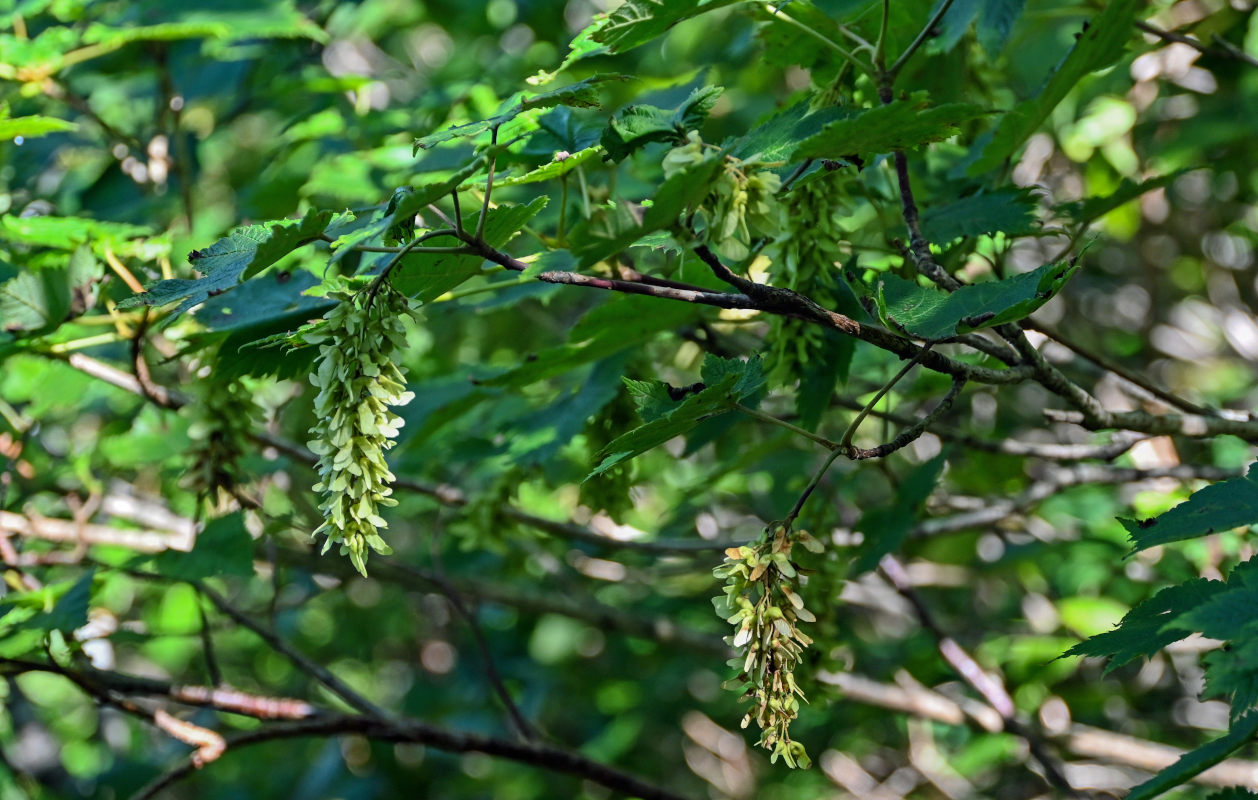 Image of Acer ukurunduense specimen.