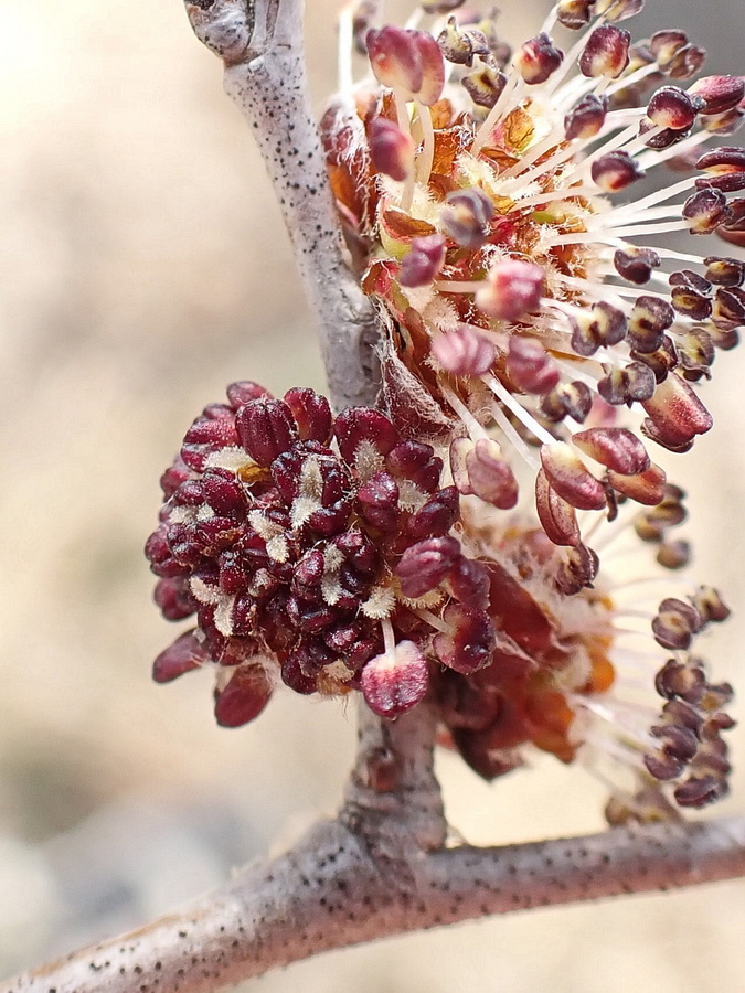 Image of Ulmus pumila specimen.