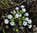 Gentiana squarrosa