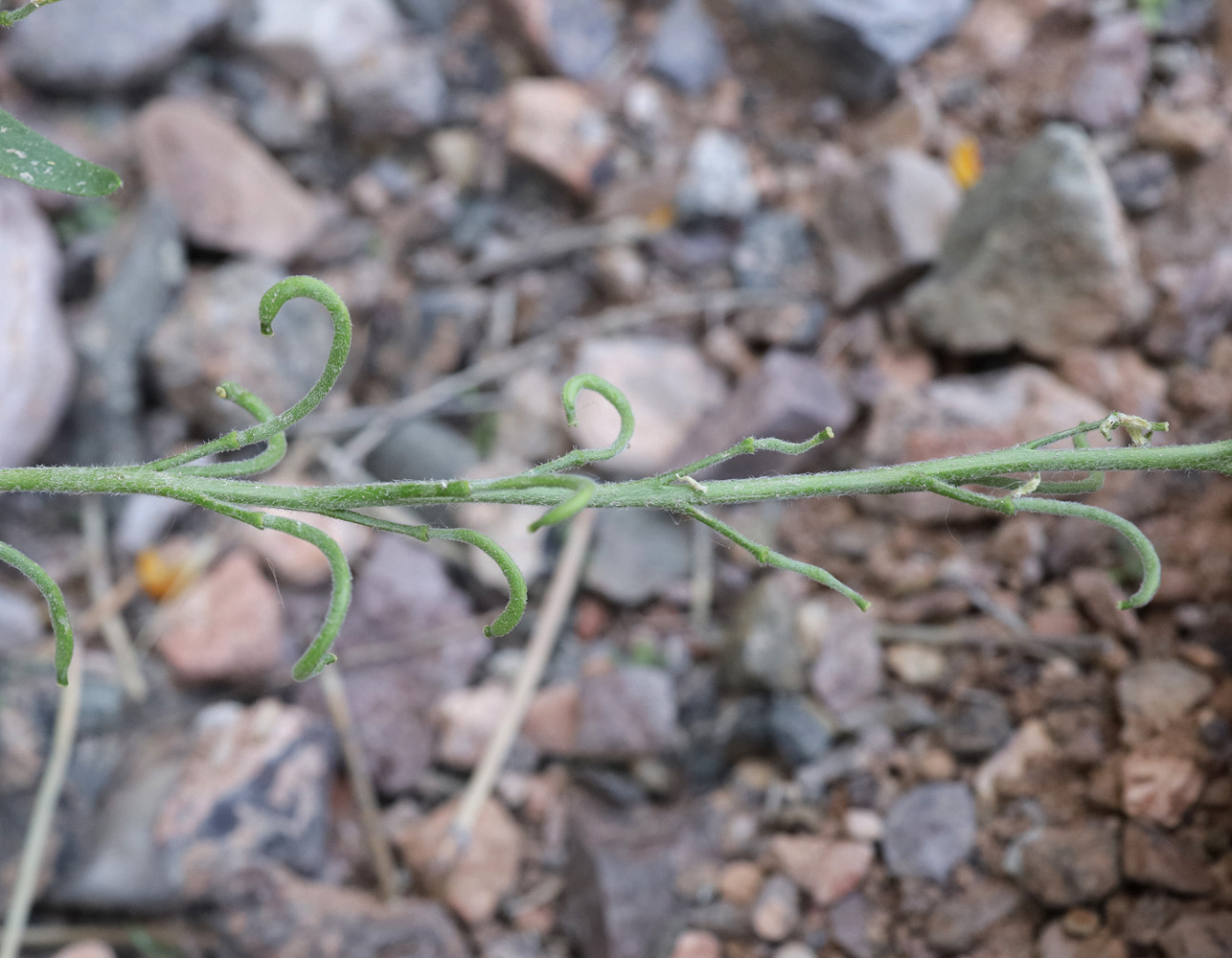 Image of Neotorularia korolkowii specimen.