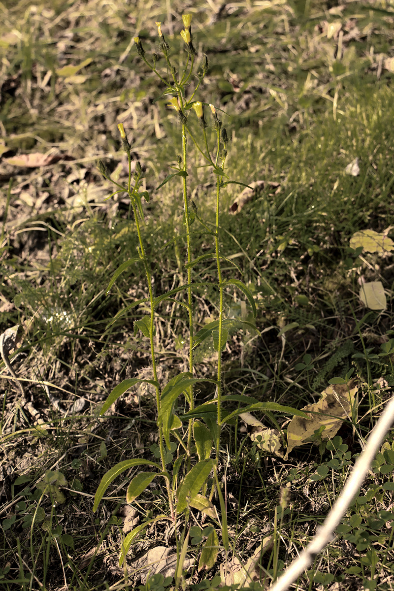 Image of Picris japonica specimen.