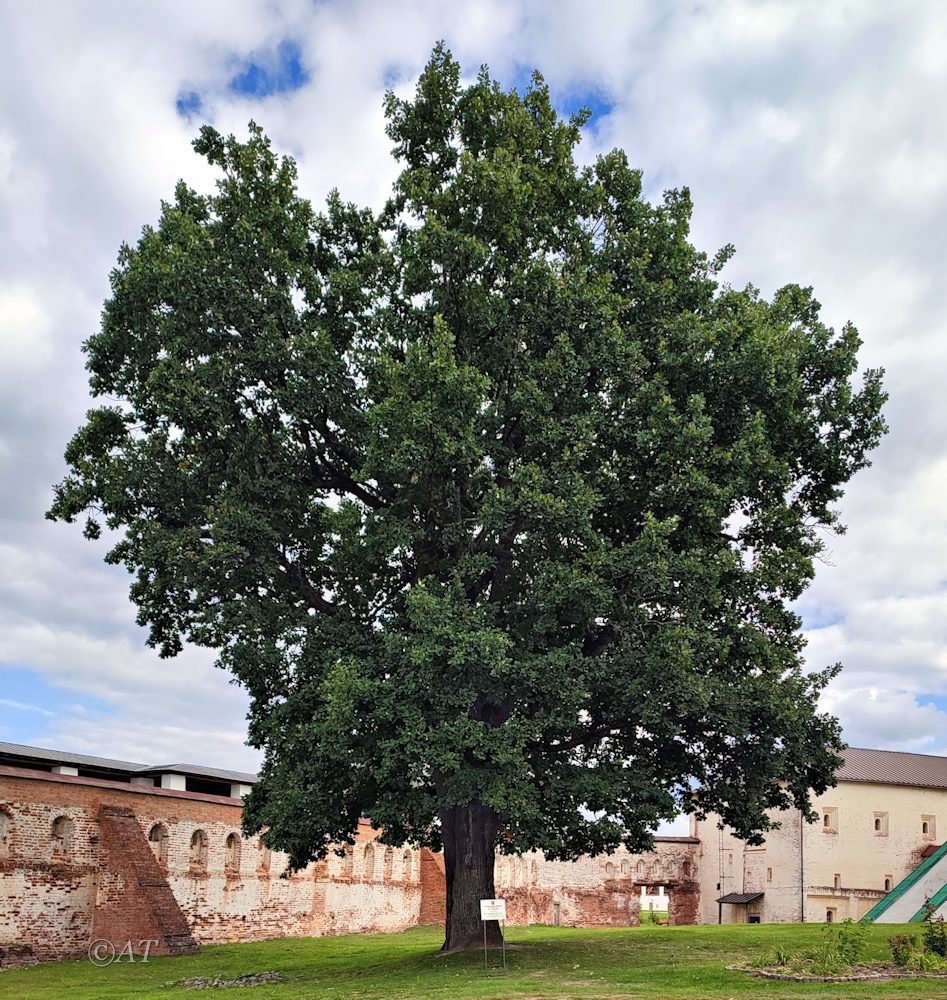 Изображение особи Quercus robur.