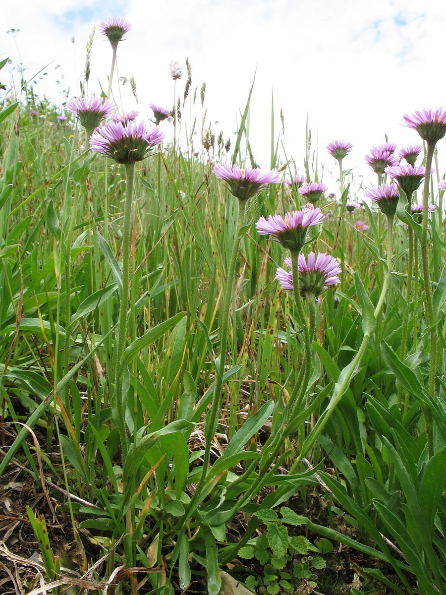 Изображение особи Erigeron altaicus.