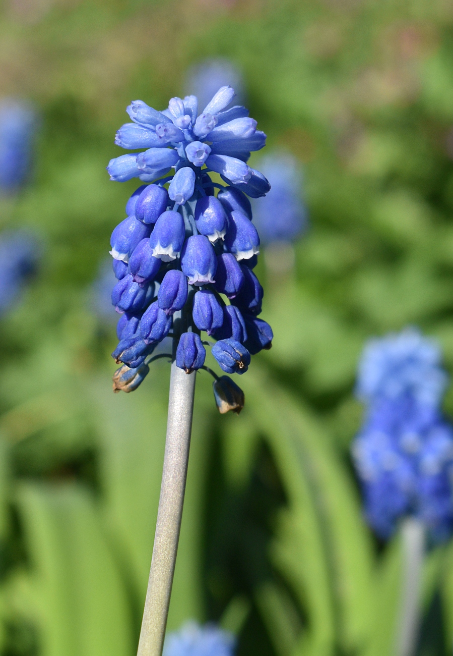 Изображение особи Muscari botryoides.