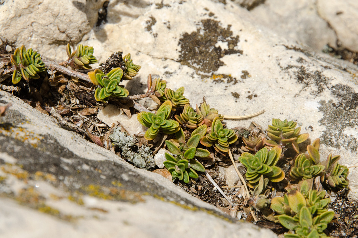 Image of Thymus zheguliensis specimen.