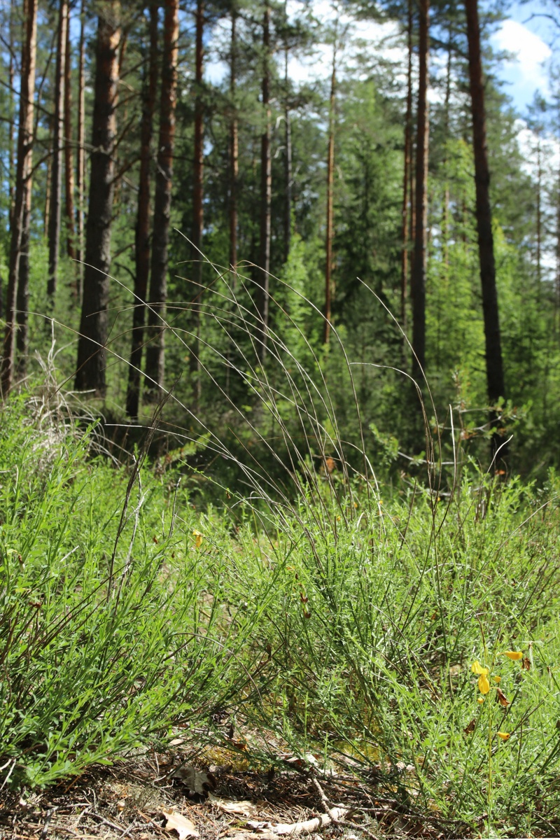 Изображение особи Sarothamnus scoparius.