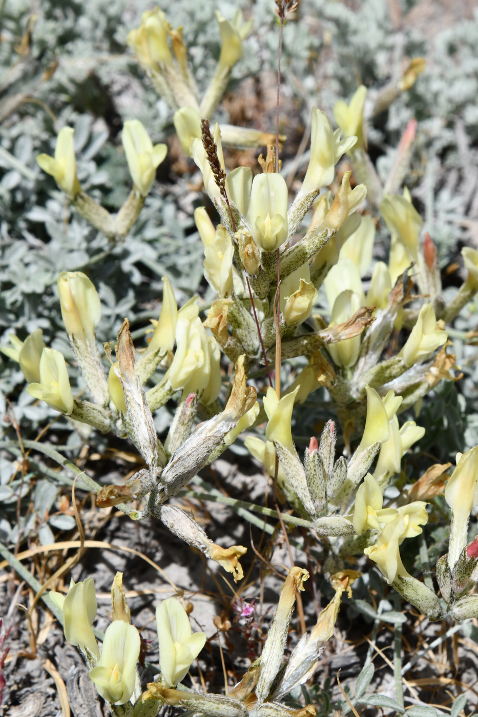 Image of genus Astragalus specimen.