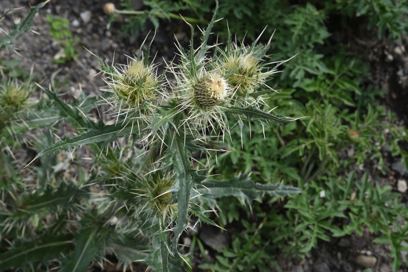 Image of genus Cirsium specimen.