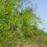 Cosmos bipinnatus