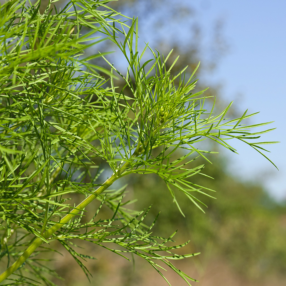 Image of Cosmos bipinnatus specimen.