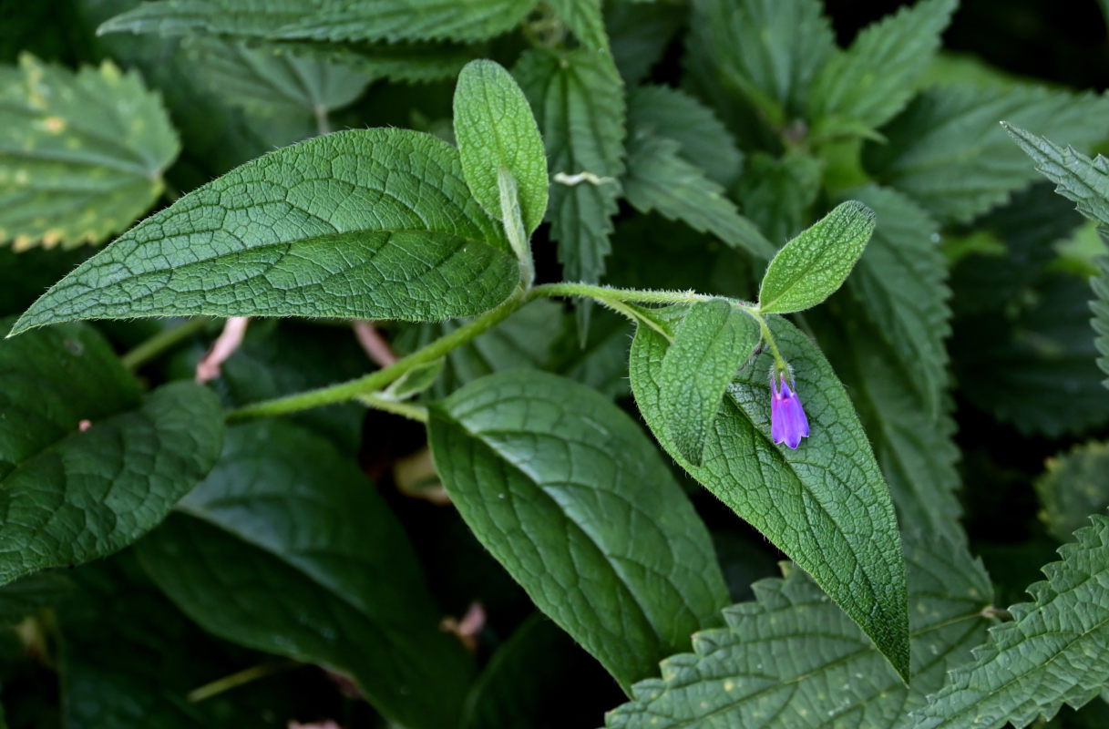 Изображение особи Symphytum officinale.