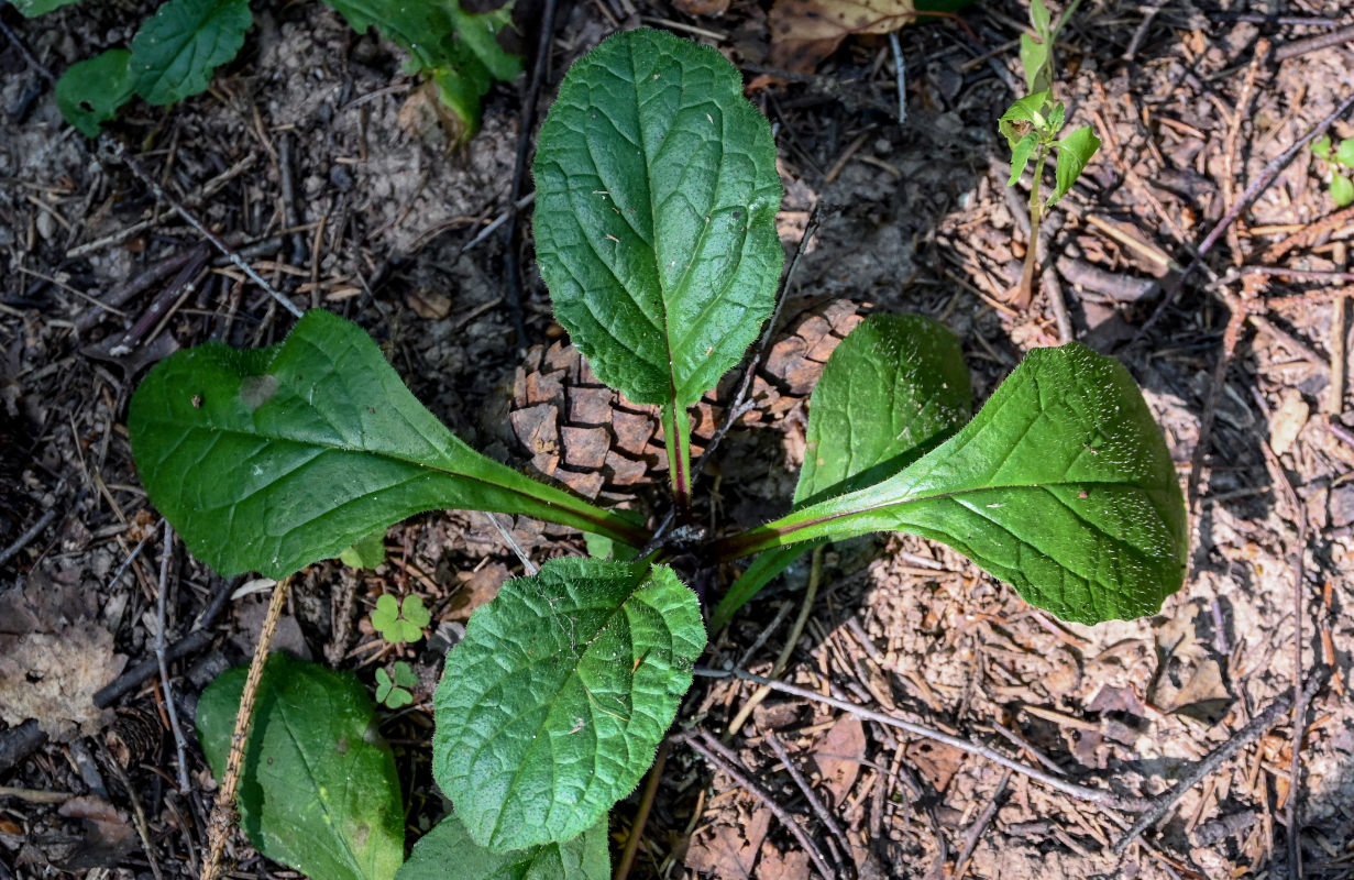 Изображение особи Ajuga reptans.