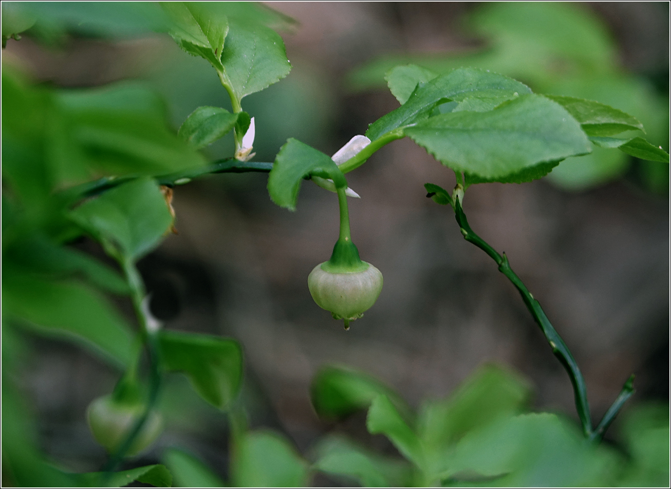 Image of Vaccinium myrtillus specimen.