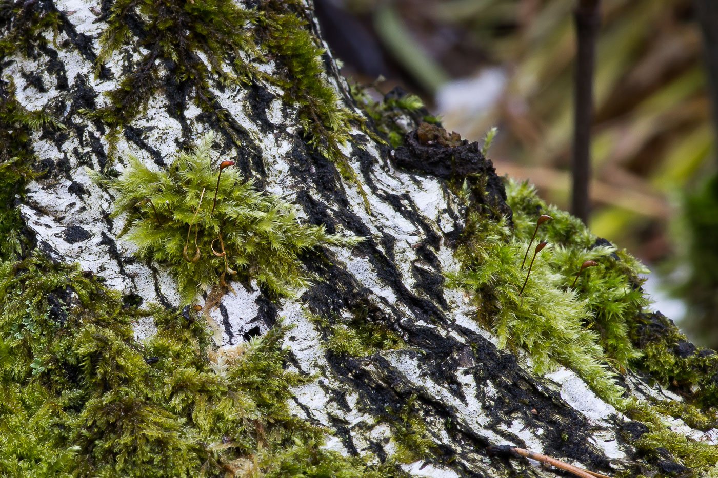 Image of familia Brachytheciaceae specimen.